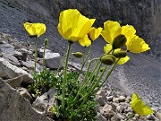 32 Papaver rhaeticum (Papavero dorato) sui macereti del Mandrone
